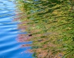 Water Colors