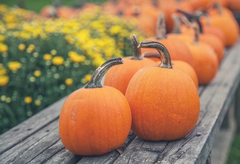 Autumn Pumpkins