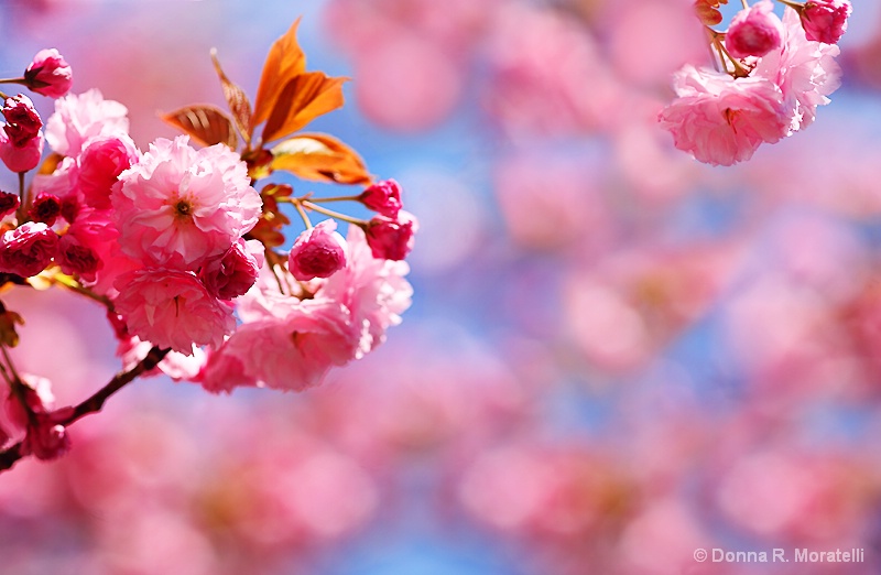 Cherry blossoms abstract