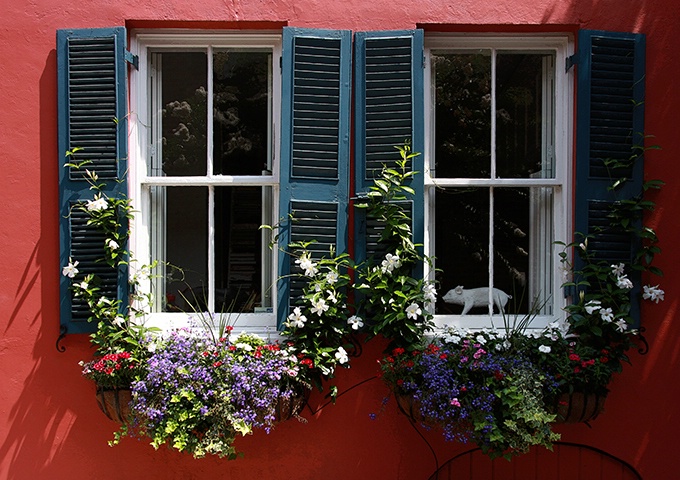 Piggy in the Window