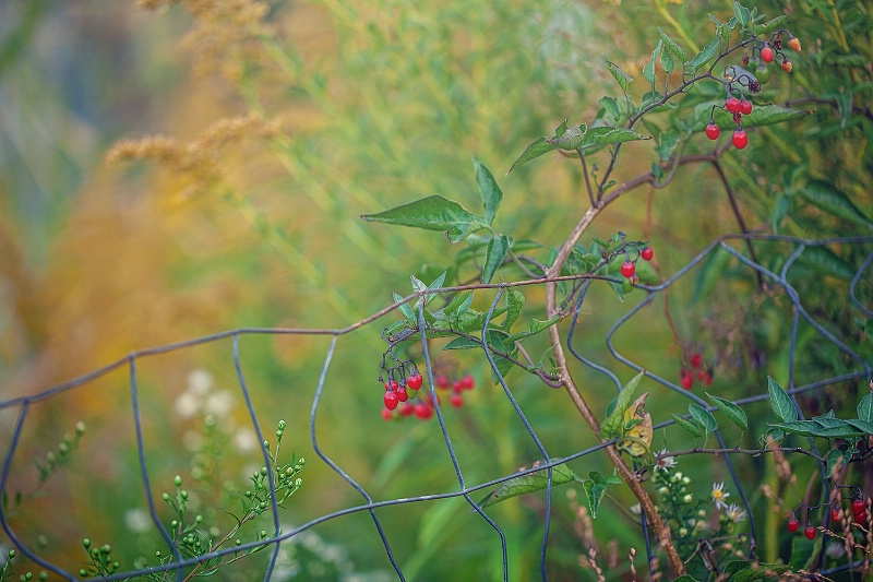 Fenced In