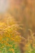 Golden Rod