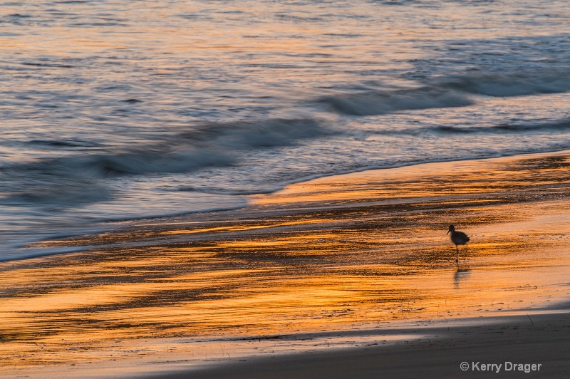 Sandpiper, Colors and Reflections