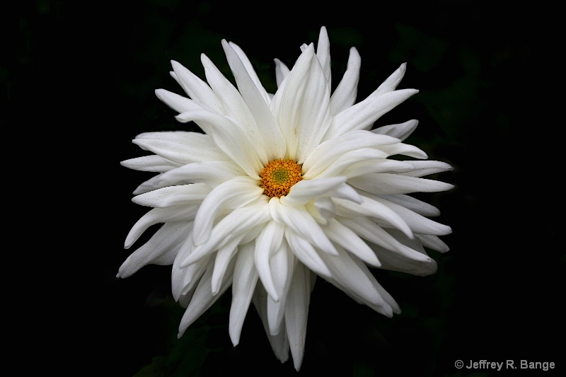 Chrysanthemum #5 - "Kiku In Japanese"