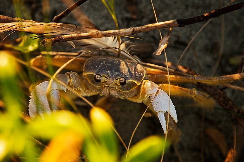 Fiddler Crab (Rather Camera Shy!) - ID: 14688890 © John D. Jones