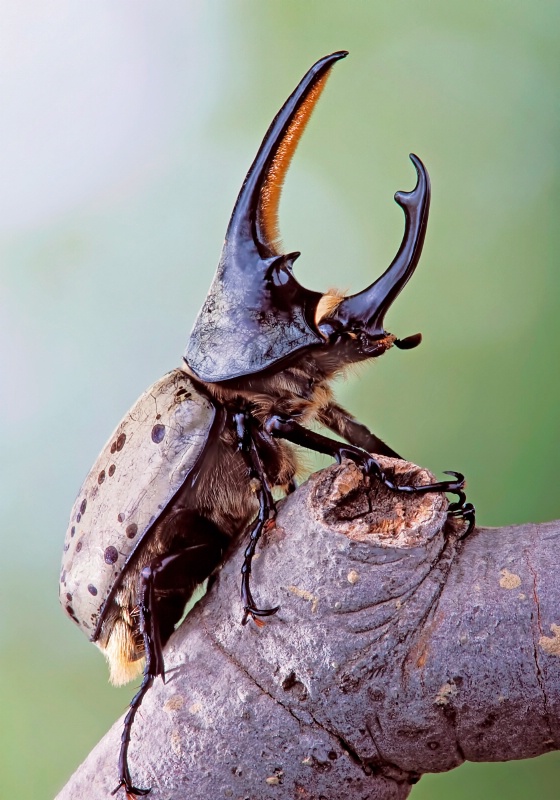 Grant's Rhinoceros Beetle