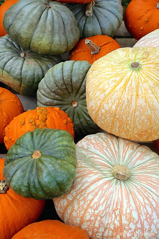 "Fall Harvest"