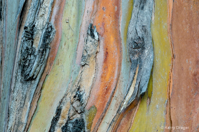 Eucalyptus Pattern