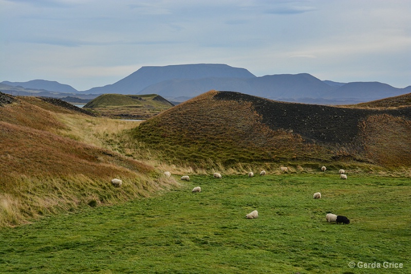 Sheep Grazing amid Flat Topped Hills, Iceland