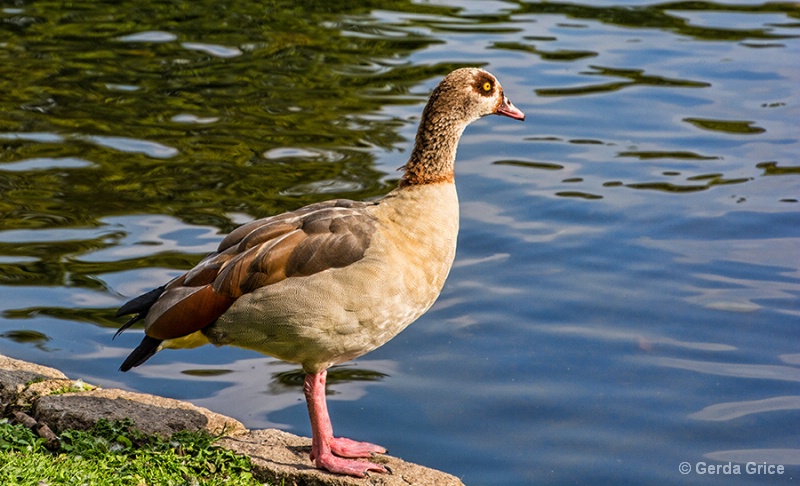 Egyptian Goose in St. James Park, Londeon, UK