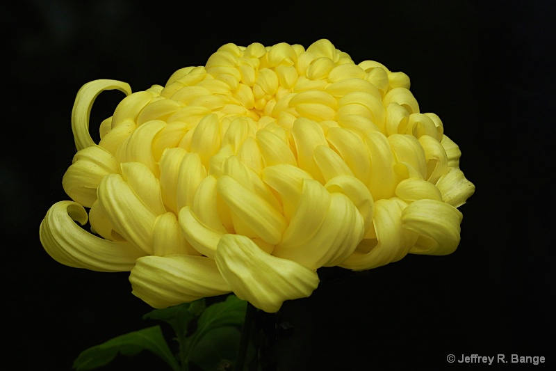 Chrysanthemum #7 - "Kiku In Japanese"