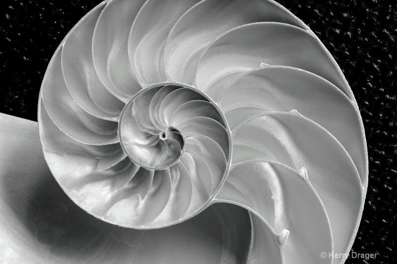 Nautilus Shell Design