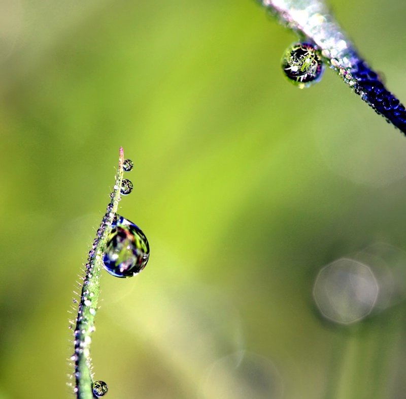 Clarity In The Dewdrops