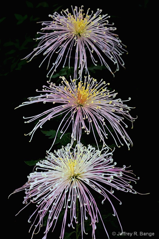 Spider Chrysanthemum - "Winsome"