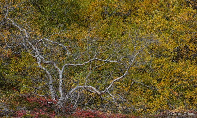 Autumn Colours, Iceland