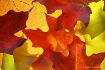 autumn Maple leav...
