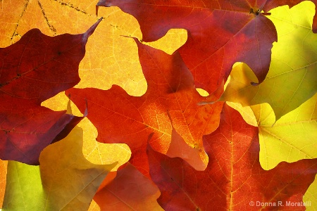 autumn Maple leaves abstract pattern
