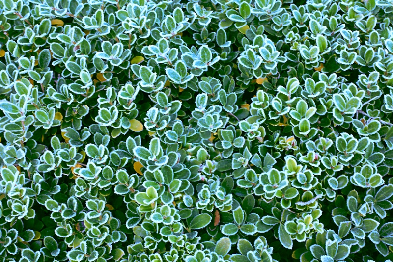 Frost lined leaves pattern