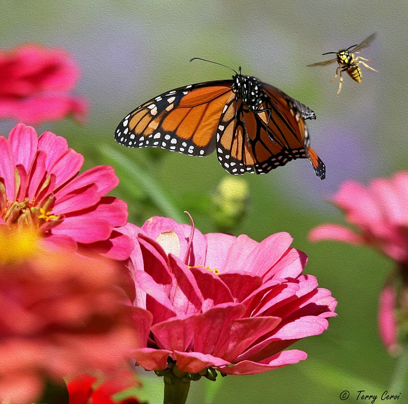 Race to the Flowers