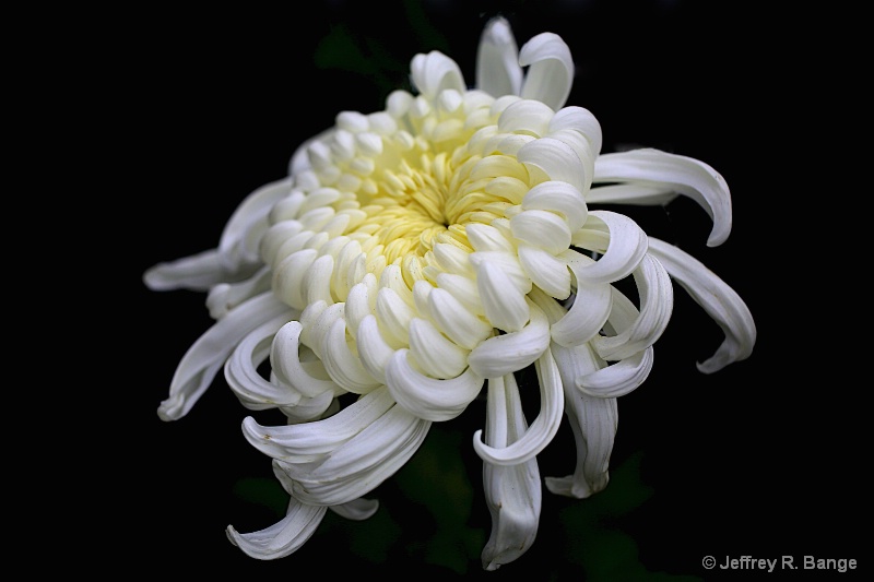 Chrysanthemum #8 - "Kiku In Japanese"