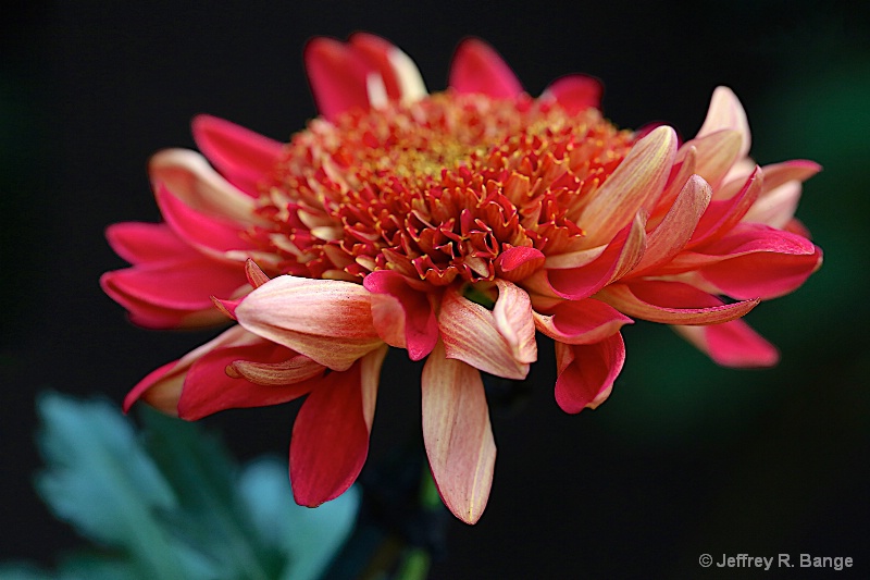 Chrysanthemum #9 - "Kiku In Japanese"