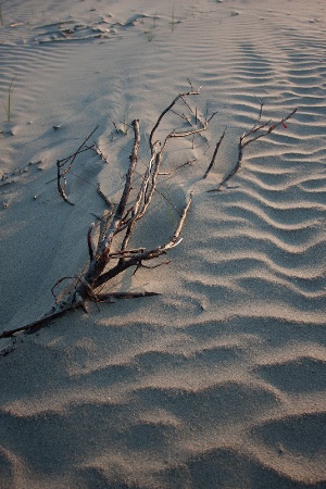 Branch and Ripples