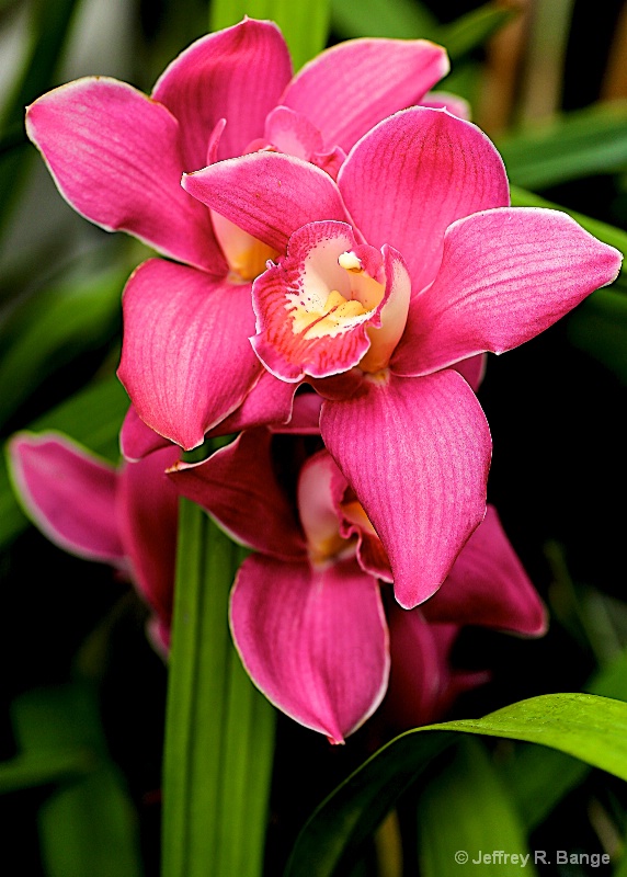 Orchid - "Shell Pink"