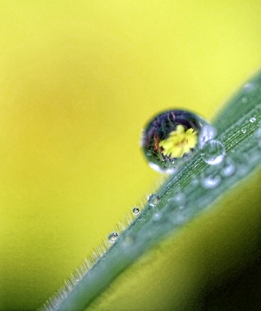 Yellow Wildflower In A Raindrop