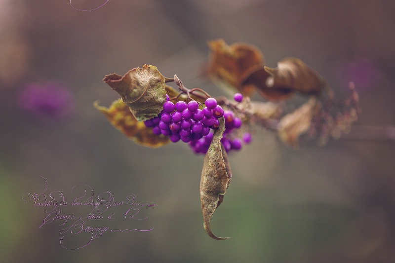 Purple Berries