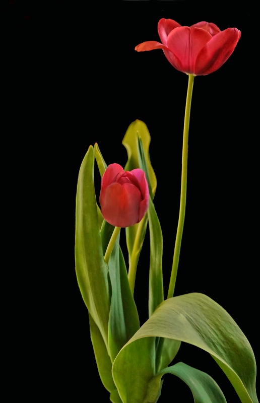 Miss Tulip