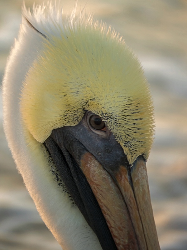 Pelican --Playa del Carmen, Mexico