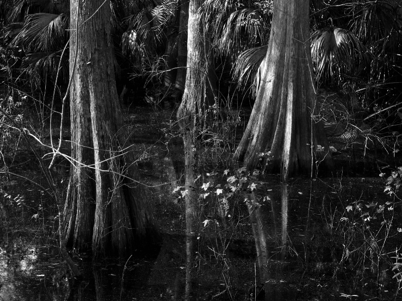 Cypress Reflections