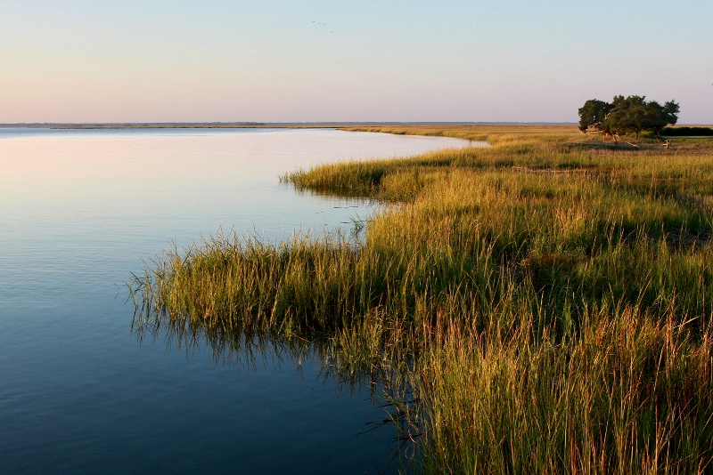 Grassy Shoreline