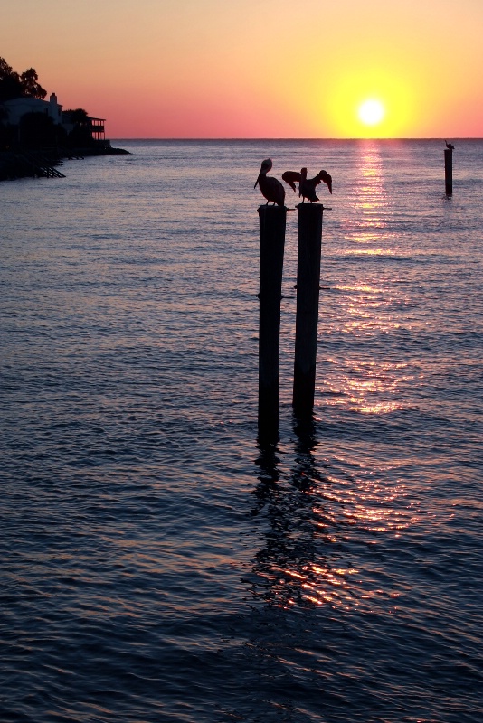 Pelicans' Perch