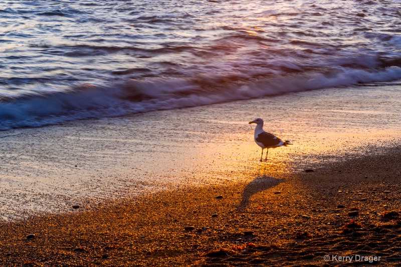 Seagull at Sunset 1