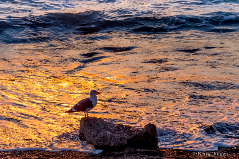 Seagull at Sunset 2