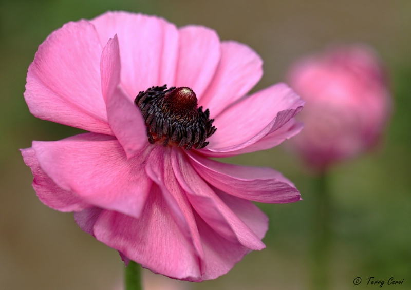 Pink Ranunculus