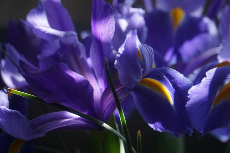 blue iris 2