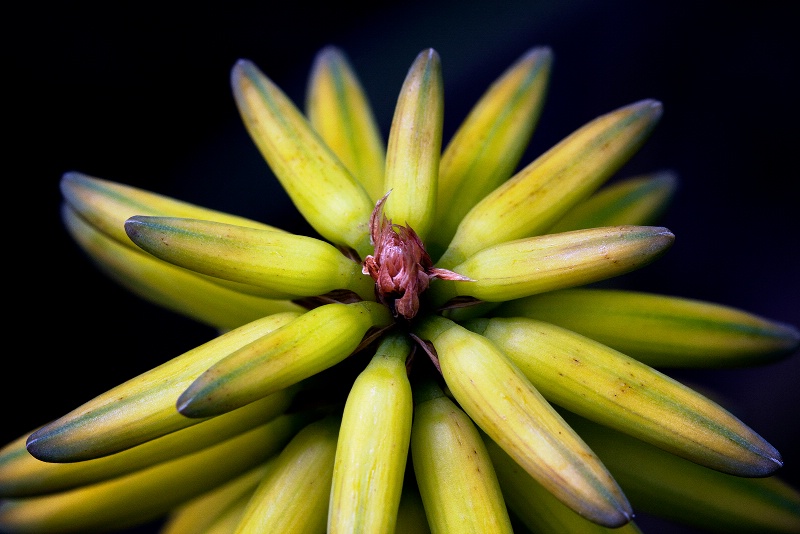 Top of the Aloe