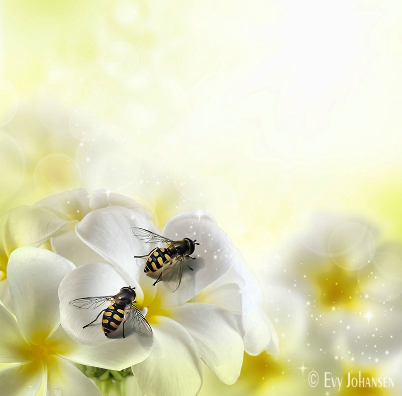 Hoverflies