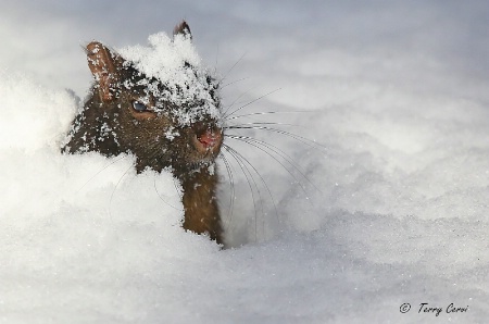 Fun in the Snow