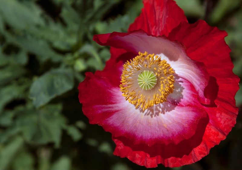 Poppy on the Green