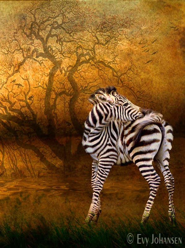 Zebra Foal