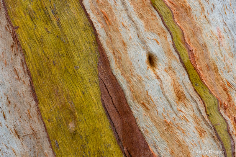 Abstract Bark Pattern 2