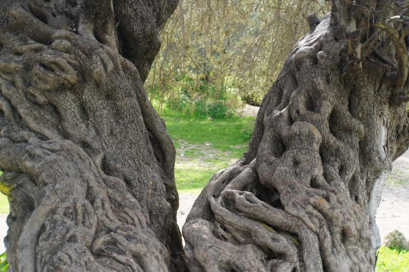 through the olive trees