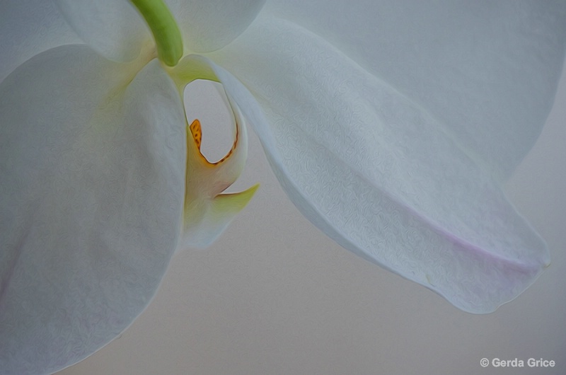 White Orchid Peek a Boo