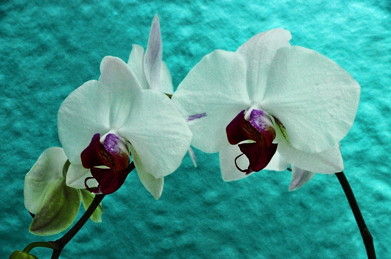 TWO  ORCHIDS