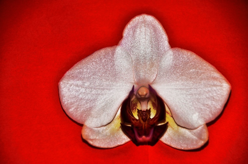CLOSE  UP  OF  AN  ORCHID