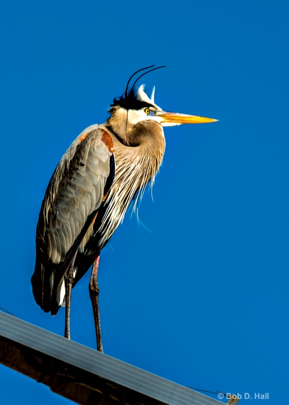 Solar Heron