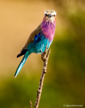 Lilac-breasted Roller